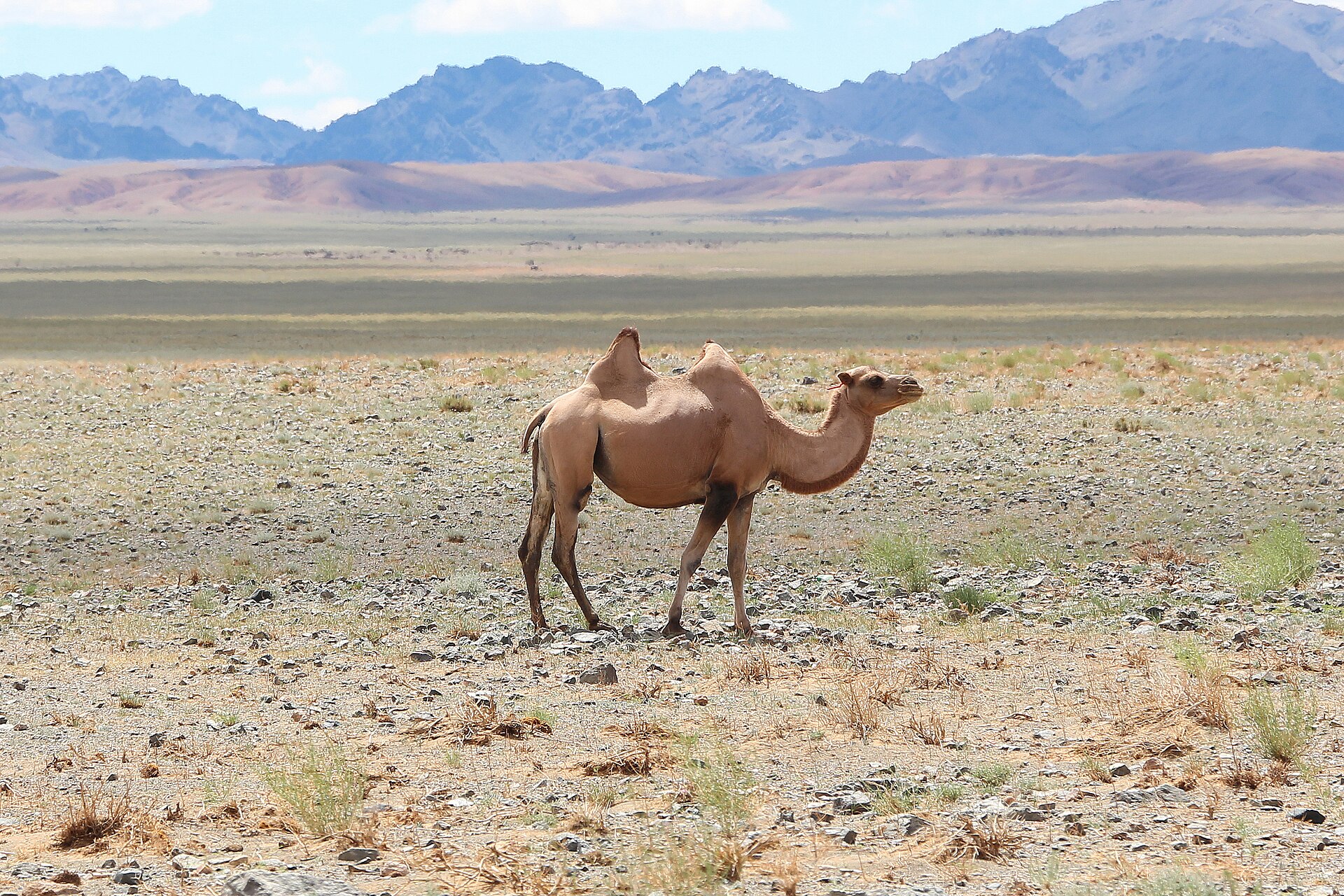 Camel in Gobi Desert 01