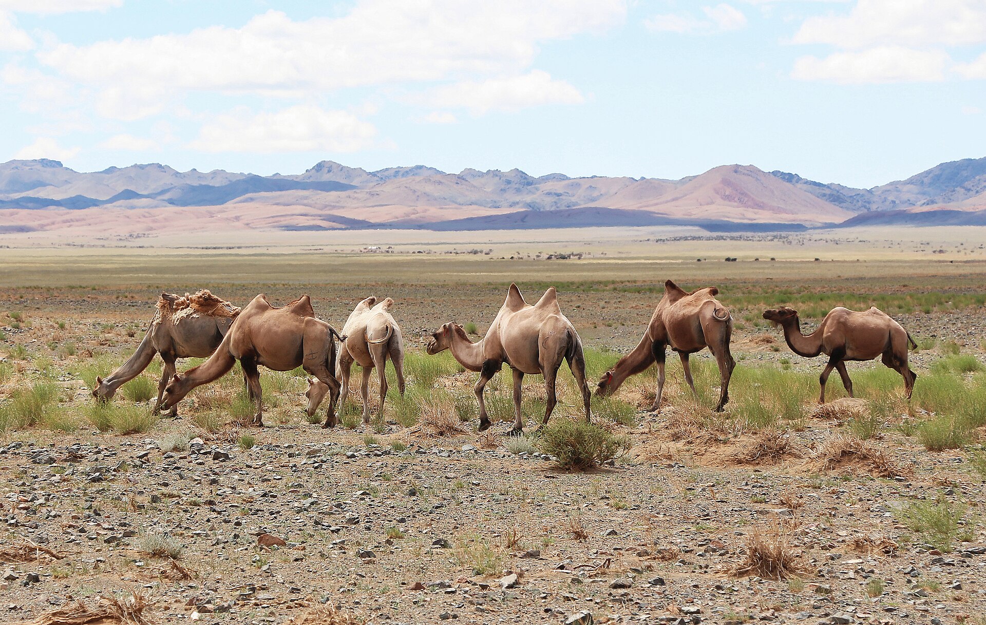 Camels in Gobi Desert 01