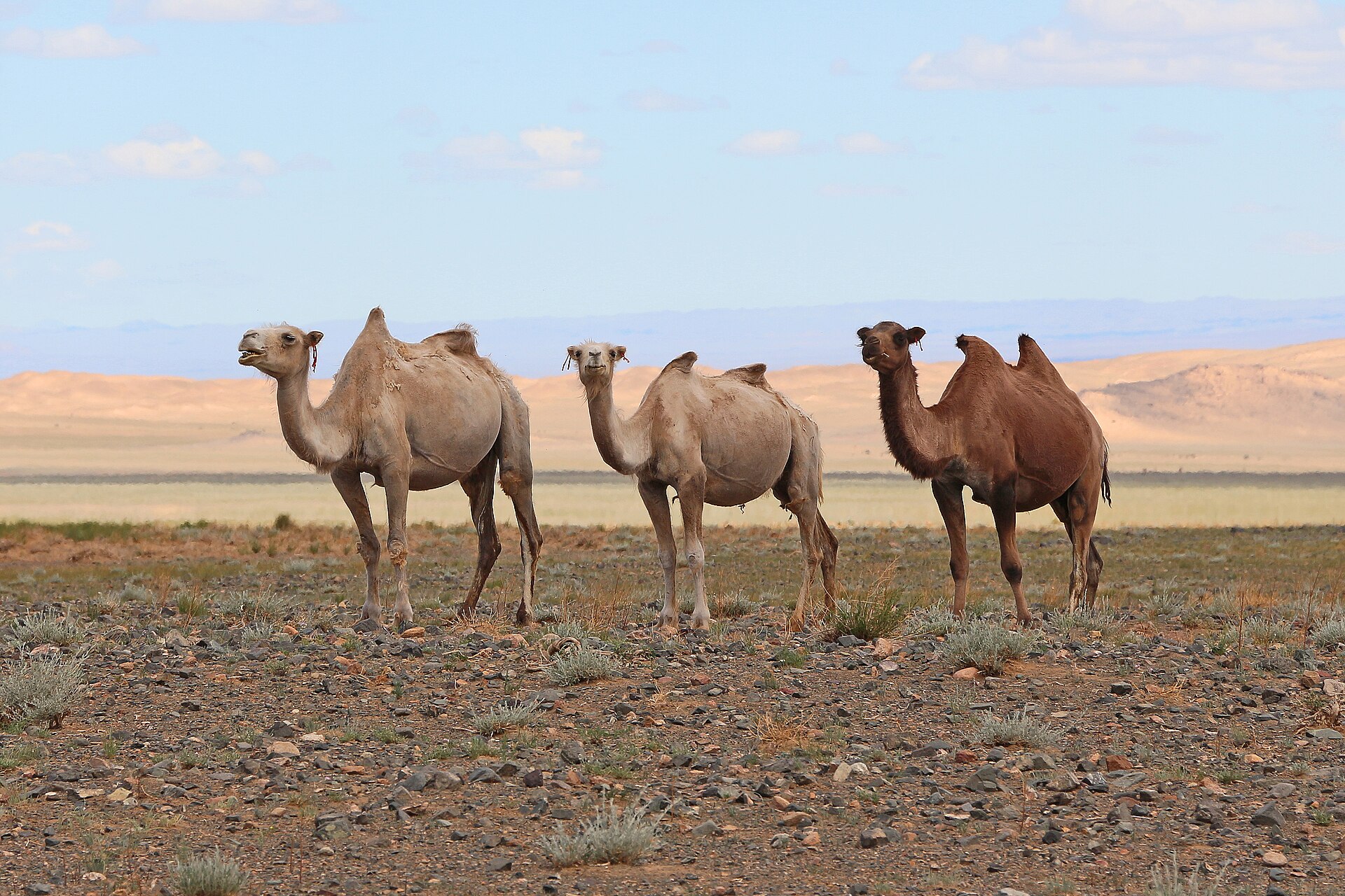 Camels in Gobi Desert 02