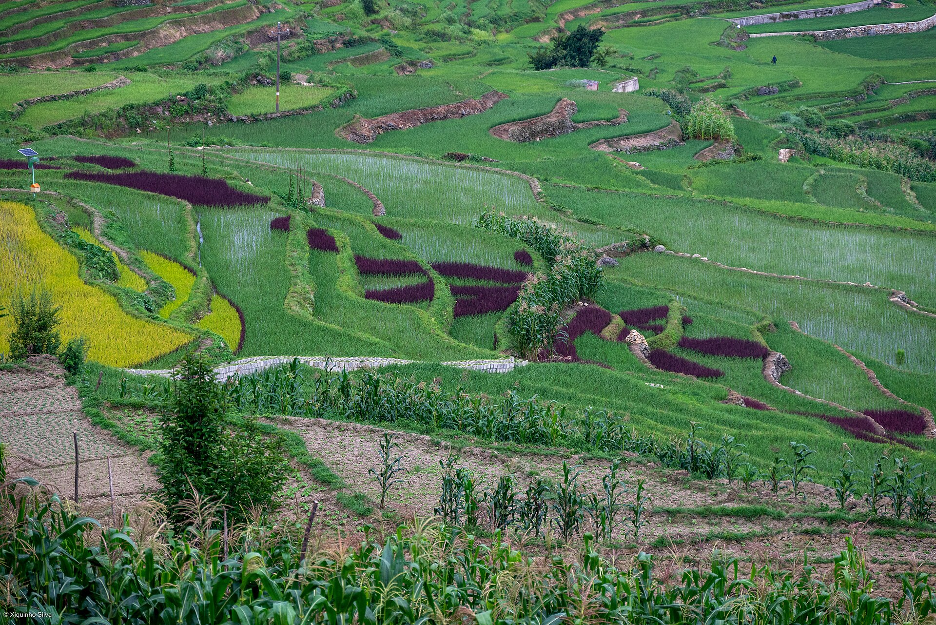 Hani Rice Terraces