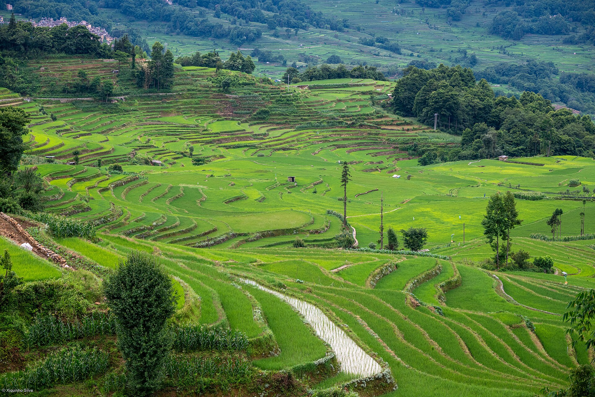 Hani Rice Terraces